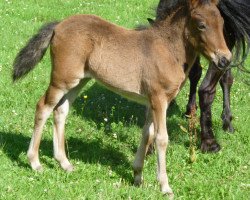 Pferd Dorá vom Stephanshof (Deutsches Classic Pony, 2011, von Jackson)