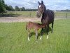 broodmare Peggy (Westphalian, 1996, from Parademarsch I)