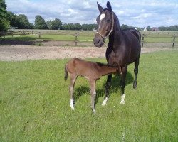 broodmare Peggy (Westphalian, 1996, from Parademarsch I)