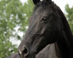 dressage horse Damira 9 (Westfale, 1999, from Danny de Vito 2)