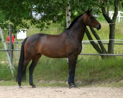 jumper Favorita (Little German Riding Horse, 2006, from Sazar)