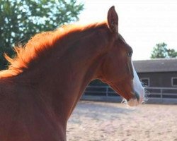 dressage horse Bel Rosado (Hanoverian, 2011, from Belissimo NRW)