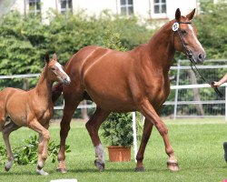 Zuchtstute Loona Girl (Oldenburger Springpferd, 2002, von Landgold)