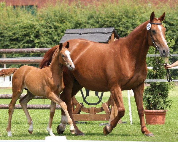 dressage horse Sookie Girl (Westphalian, 2014, from Sir Heinrich OLD)