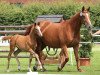 dressage horse Sookie Girl (Westphalian, 2014, from Sir Heinrich OLD)