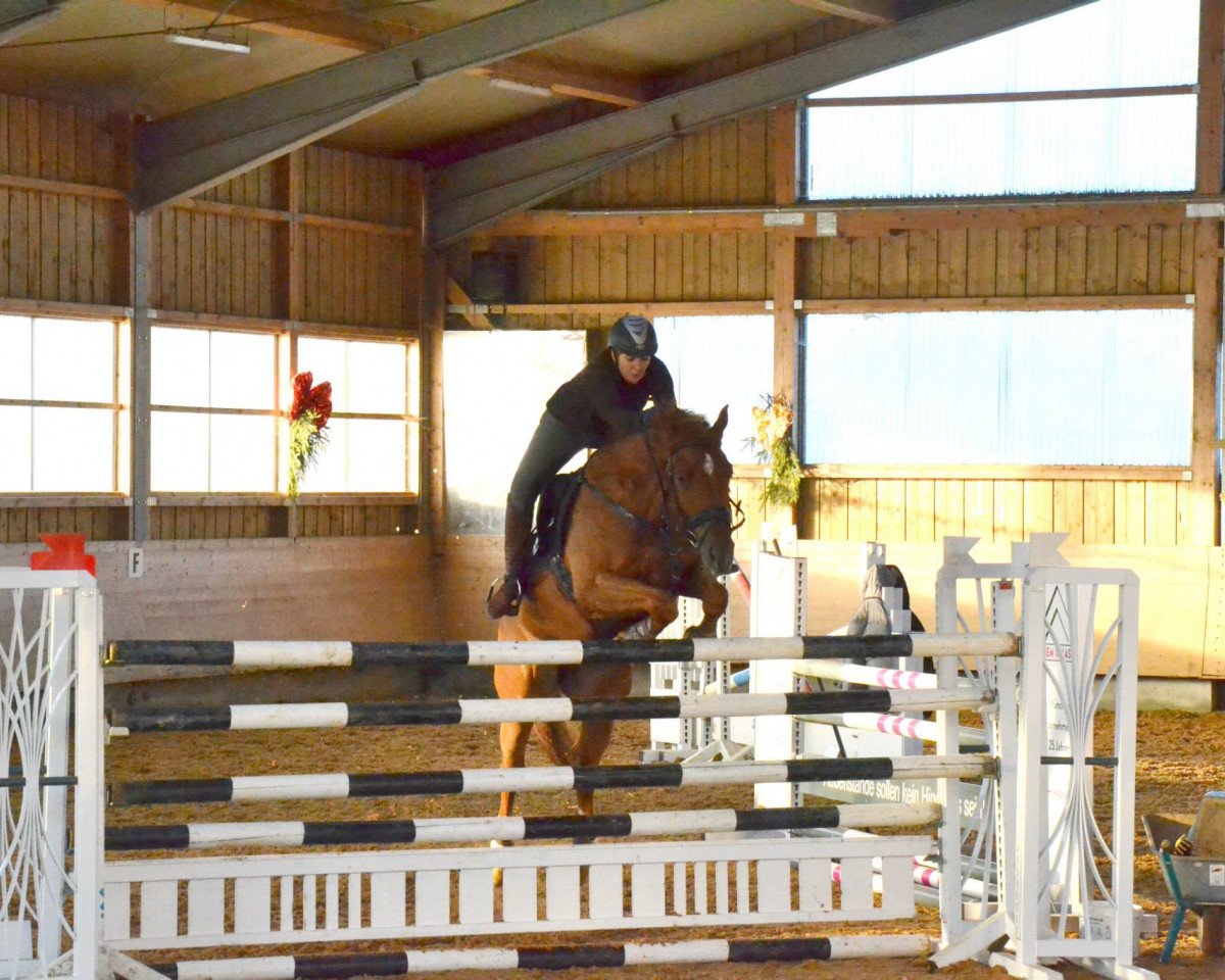 Springpferd Kabricius 3 (Trakehner, 2006, von Fabricio)