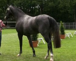 broodmare Celena (Westphalian, 2011, from Cornado NRW)