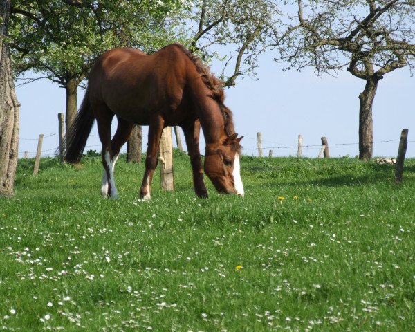 Pferd Pedro (Welsh Pony (Sek.B), 1992, von Patrik)