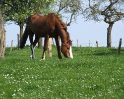 horse Pedro (Welsh-Pony (Section B), 1992, from Patrik)