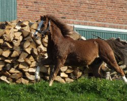 horse Peppino (Welsh-Pony (Section B), 1992, from Gregory)