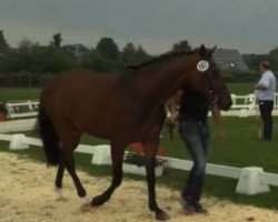 broodmare Congress de Ferra (Westphalian, 2010, from Congress 4)