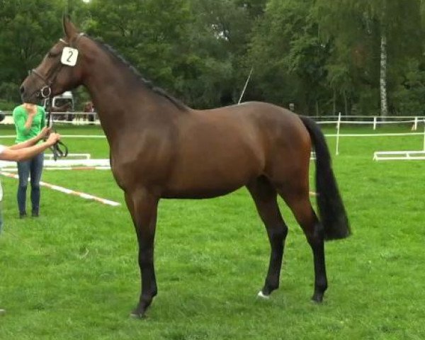 broodmare Crazy Crime Time (Westphalian, 2011, from Comme il Faut)
