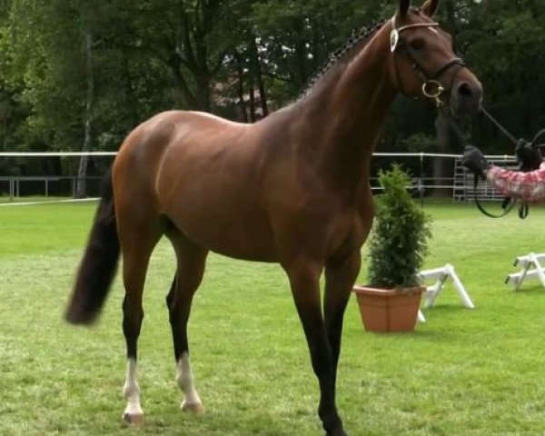 broodmare Contina K (Westphalian, 2011, from Comme il Faut)