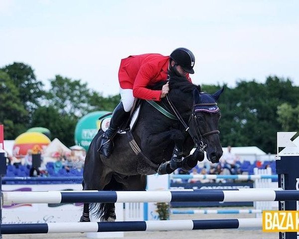 jumper Dr. Oklund (KWPN (Royal Dutch Sporthorse), 2003, from Oklund)