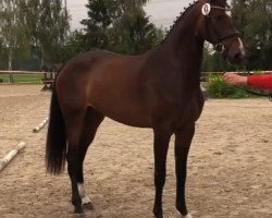 dressage horse Barilla (Westphalian, 2011, from Balous Bellini)