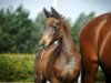 dressage horse Vicy (Violante) (German Riding Pony, 2014, from Vasco)