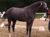 broodmare Camira (Westphalian, 2011, from Camax L)