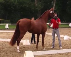 dressage horse Viva la Vie (Westphalian, 2011, from Vitalis)