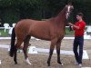 broodmare Stute von Lissaro (Westphalian, 2011, from Lissaro)