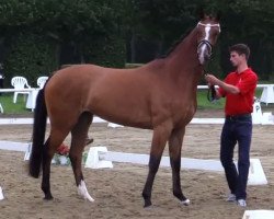 broodmare Stute von Lissaro (Westphalian, 2011, from Lissaro)