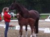 dressage horse Qumaira 12 (Westphalian, 2014, from Quotenkönig 2)