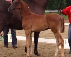 broodmare Solveigh (Westphalian, 2014, from Sir Donnerhall I)