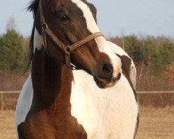 broodmare Redakcja (polish noble half-breed, 1992, from Mangan xx)