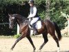 horse Everest 42 (German Sport Horse, 2009, from Eden Rock xx)