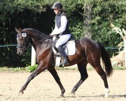 horse Everest 42 (German Sport Horse, 2009, from Eden Rock xx)