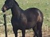 Pferd Rocco de Bacardi (Westfale, 2000, von Rubioso N)