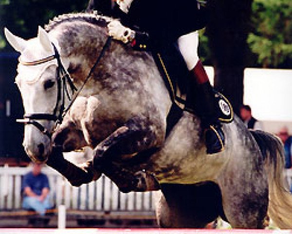 Zuchtstute Gazelle (Oldenburger, 1993, von Contango)