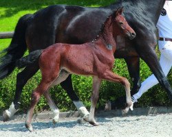 jumper Con Spirita (German Sport Horse, 2014, from Con Spirito R)