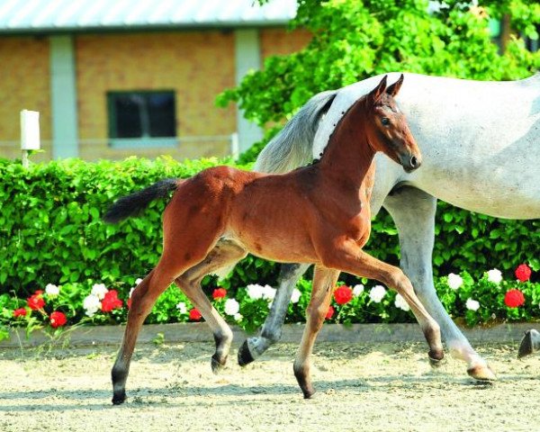 broodmare Chaman's Girl (German Sport Horse, 2014, from Chaman)