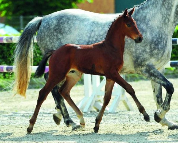 jumper Chacco Chacco (German Warmblood, 2014, from Chacco Me Biolley)