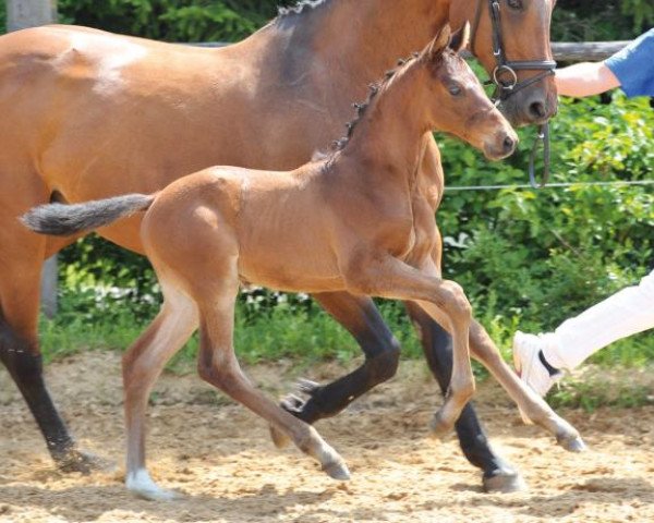 dressage horse Casscord (German Sport Horse, 2014, from Cassilano)
