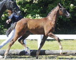 dressage horse Blackwall (German Sport Horse, 2014, from Bossanova 28)