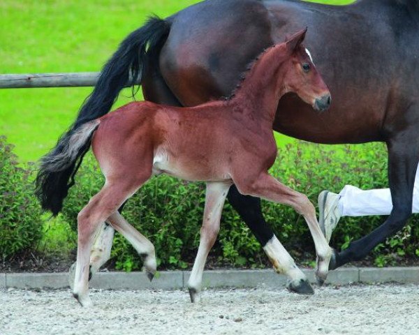 dressage horse Best Souvenir (German Sport Horse, 2014, from Best of Gold)