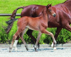 dressage horse Ampeeri (German Sport Horse, 2014, from Ampère)