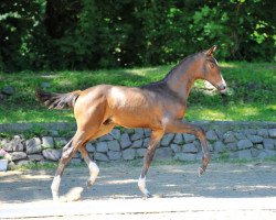 dressage horse Ampero (German Sport Horse, 2014, from Ampère)