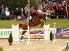 jumper Quinthago (Oldenburg show jumper, 2007, from Quicksilber)