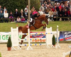 jumper Quinthago (Oldenburg show jumper, 2007, from Quicksilber)