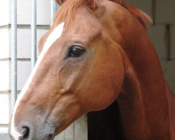 horse Daidalos 7 (Hanoverian, 1999, from Daidalos)