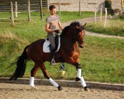 dressage horse Harmony's Don't Stop The Feeling (Hanoverian, 2009, from Don Primus)