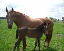 broodmare Lavrina (Brandenburg, 1989, from Lars)