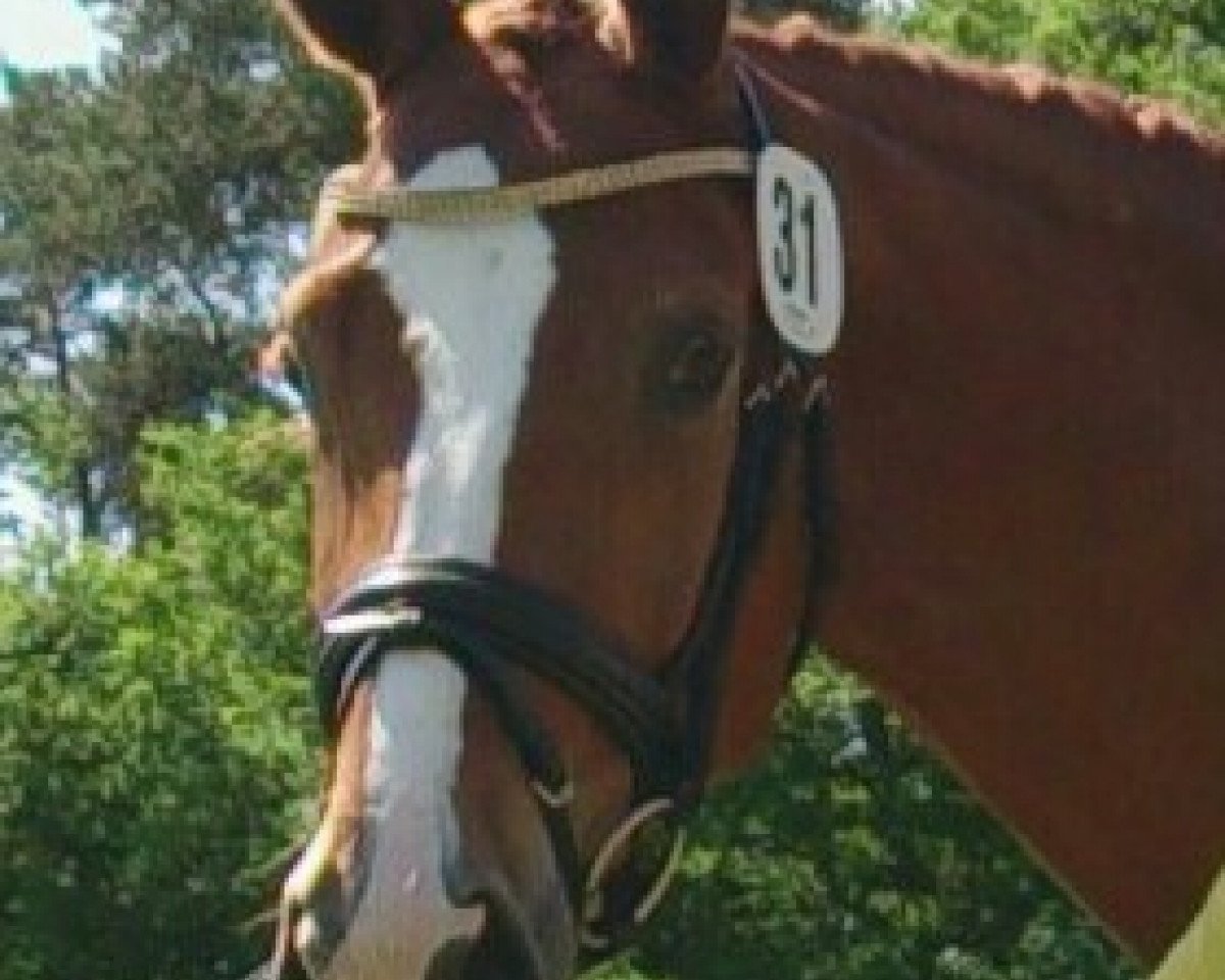 broodmare Queen Paris (Hanoverian, 2009, from Quaterback)