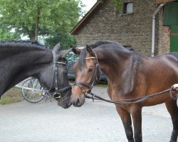 broodmare Gentle Gini (German Riding Pony, 2009, from Gentleman)