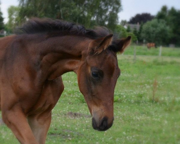 stallion Dante's Peak (Oldenburg, 2014, from Dante Weltino Old)