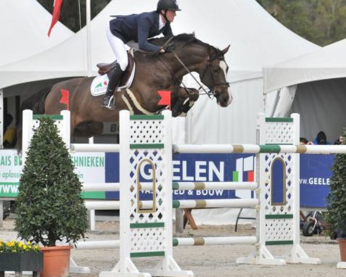 stallion Echo van het Spieveld (Belgian Warmblood, 2004, from Heartbreaker)