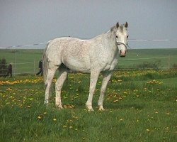 Pferd Charly Brown 27 (Hessisches Warmblut, 1986, von Capitano)