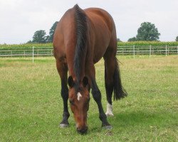 Pferd Anatefka 2 (Württemberger, 1990, von Abraham)